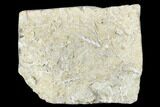 Plate of Archimedes Screw Bryozoan Fossils - Alabama #178263-1